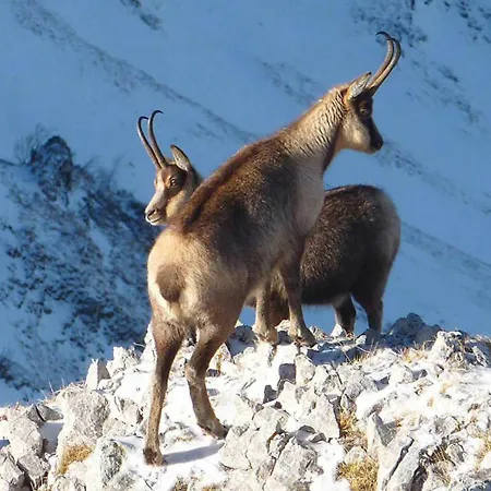 Aparthotel Riccione Alba Adriatica