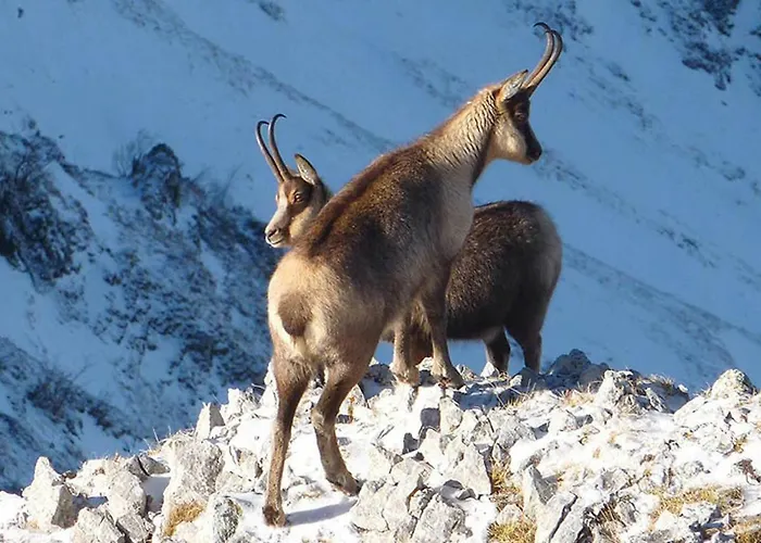 Апарт-отель Riccione Альба-Адриатика
